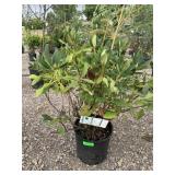 Rhododendron 