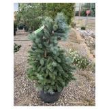 Colorado Spruce