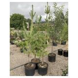 3) Scotch Pine