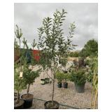 Semi-Dwarf Braeburn Apple