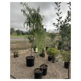 2) Chinese Chestnut