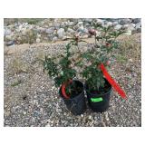 2) Blushing Bride Rose Of Sharon