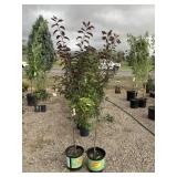 Purpleleaf Sand Cherry