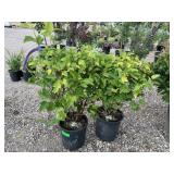 2) Gold Nugget Ninebark