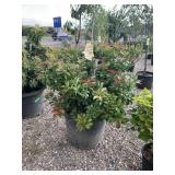 Japanese Pieris Of Andromeda Mountain Fire