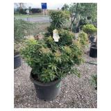 Japanese Pieris Of Andromeda Mountain Fire