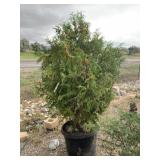 Excelsa