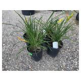 4) Spike Plants
