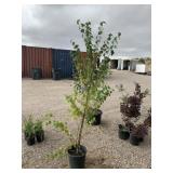 Katsura Tree