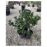 4) Blue Prince Holly