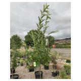 Chestnut Tree