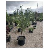 Montmorency Cherry