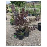 5) Purple SMoke Bush