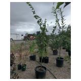 Santa Rose Plum (Dwarf)