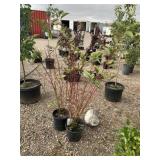 2) Redtwig Dogwood