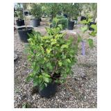 Gold Nugget Ninebark
