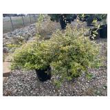 Kaleidoscope Abelia