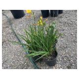4) Daylilies