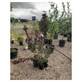 4) Purple Smoke Bush