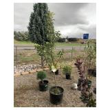 Bartlett Pear (Dwarf)