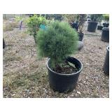 Sea Urchin Dwarf Pine