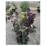 5) Purple Smoke Bush