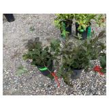 2) Java Red Weigela