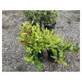 Rubidor Weigela