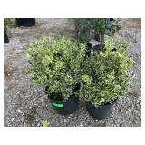 2) Variegated Boxwood