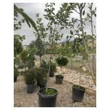 1) Yellow Delicious Apple Tree