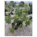 2) Red Rugosa Rose