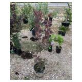 1) Red Pink Striped Leaf Tree