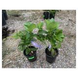 2) Lace Cap Hydrangea
