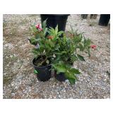 2) Red Prince Weigela