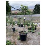 1) Combination Asian Pear Tree