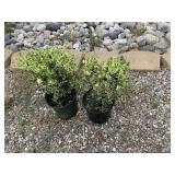 2) Variegated Boxwoods