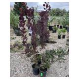 6) Purple Smoke Bushes