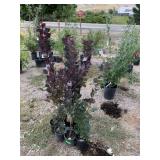 7) Purple Smoke Bushes