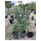 2) Summit Blueberry Plants
