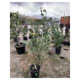 1) Sweetheart Blueberry Plant