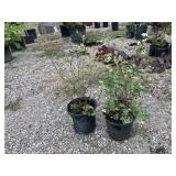 2) Snowberry Plants