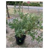 1) Liberty Blueberry Plant