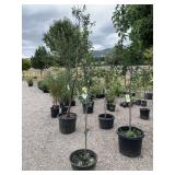 1) 20th Century Asisan Pear Trees