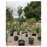 1) Capital Pear Tree