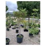 1) Sumac Tree