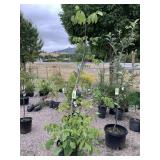 1) Unnamed English Tree