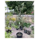 1) Red Delicious Apple Tree