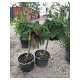 2) Russian Cypress