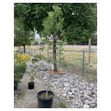 1) Patmore Ash Tree