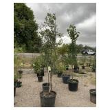 1) Fruit Prune "Italian" Semi Dwarf Tree